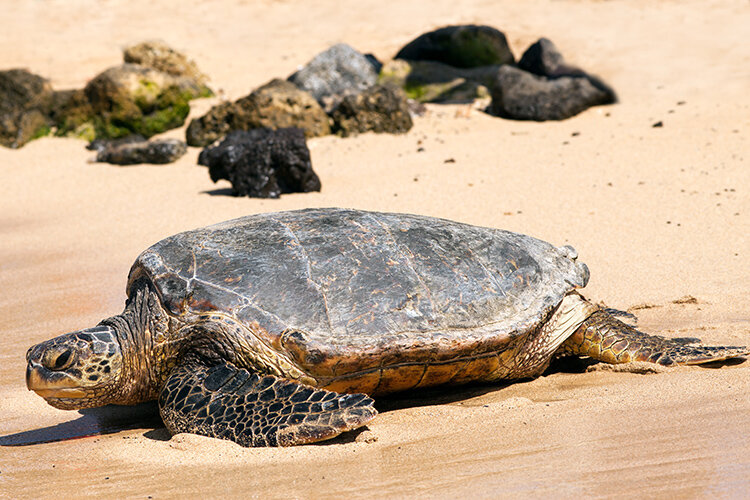 a turtle on the beach