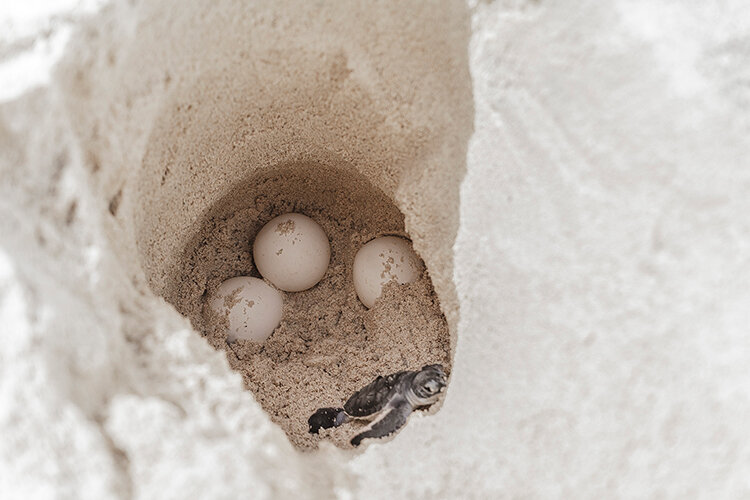 a turtle hatching from a hole in sand