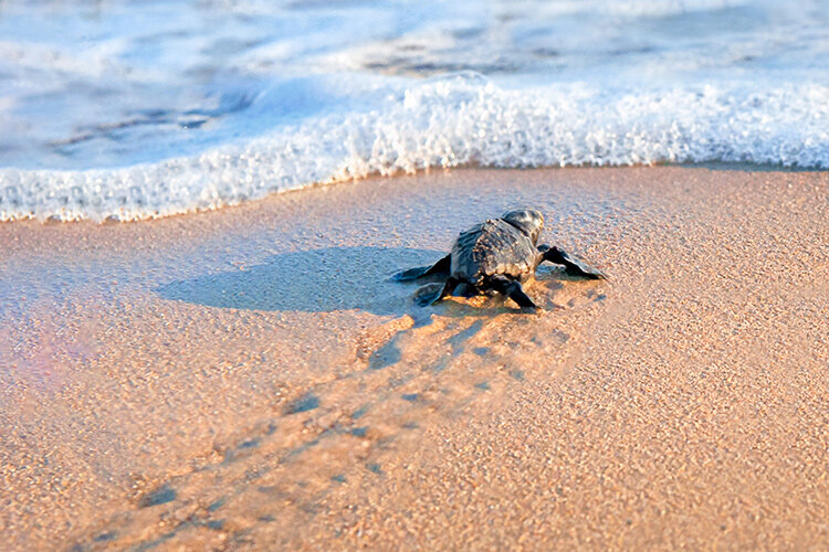 a baby turtle on the beach