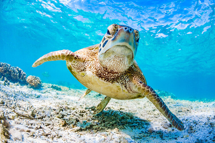 a turtle swimming underwater