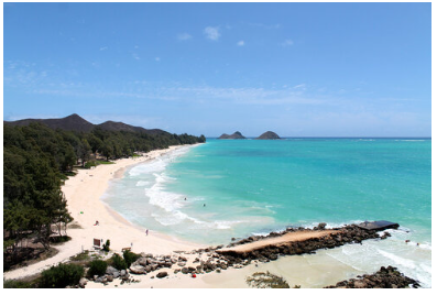 a beach with trees and a body of water