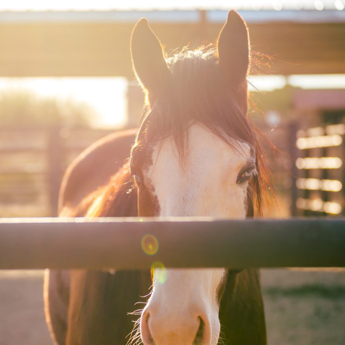 Riding Center